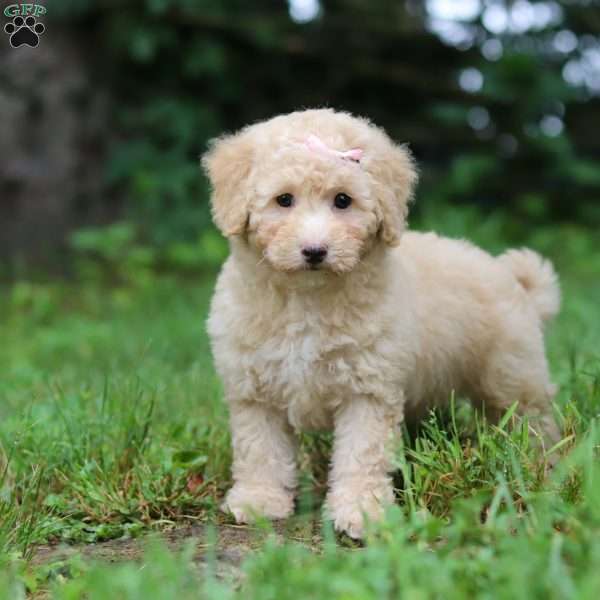 Maisie, Bich-Poo Puppy